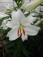 [5271 Siberia HLC TL No01.JPG]